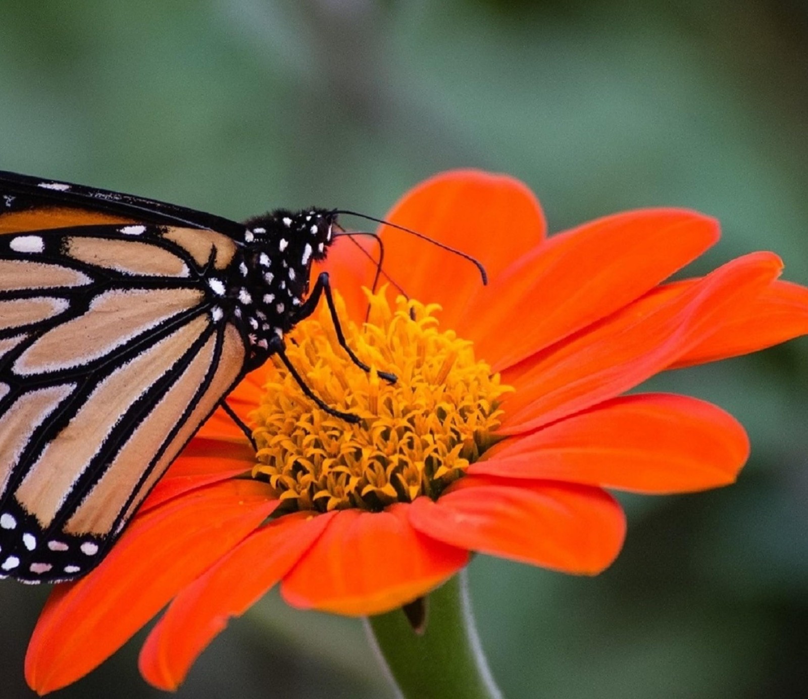 Mexican Sunflower Seeds for Planting – Plant & Grow Heirloom Orange