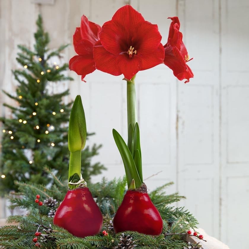 Low-Maintenance Red Waxed Amaryllis Bulb – Stunning Indoor/Outdoor Holiday Décor