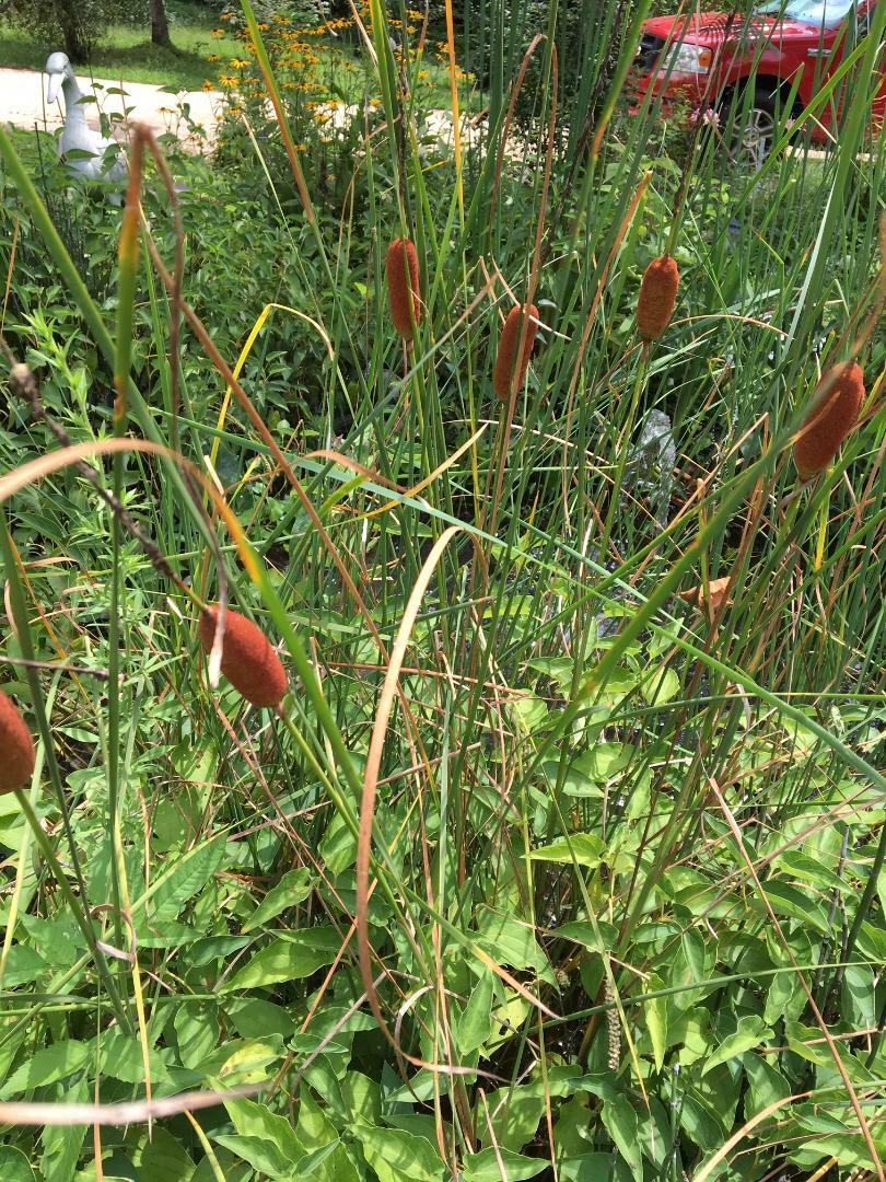 BROWN CATTAILS 500 + Seeds GREAT 4 WATER PONDS-CONTAINERS/ LAND USA Seller