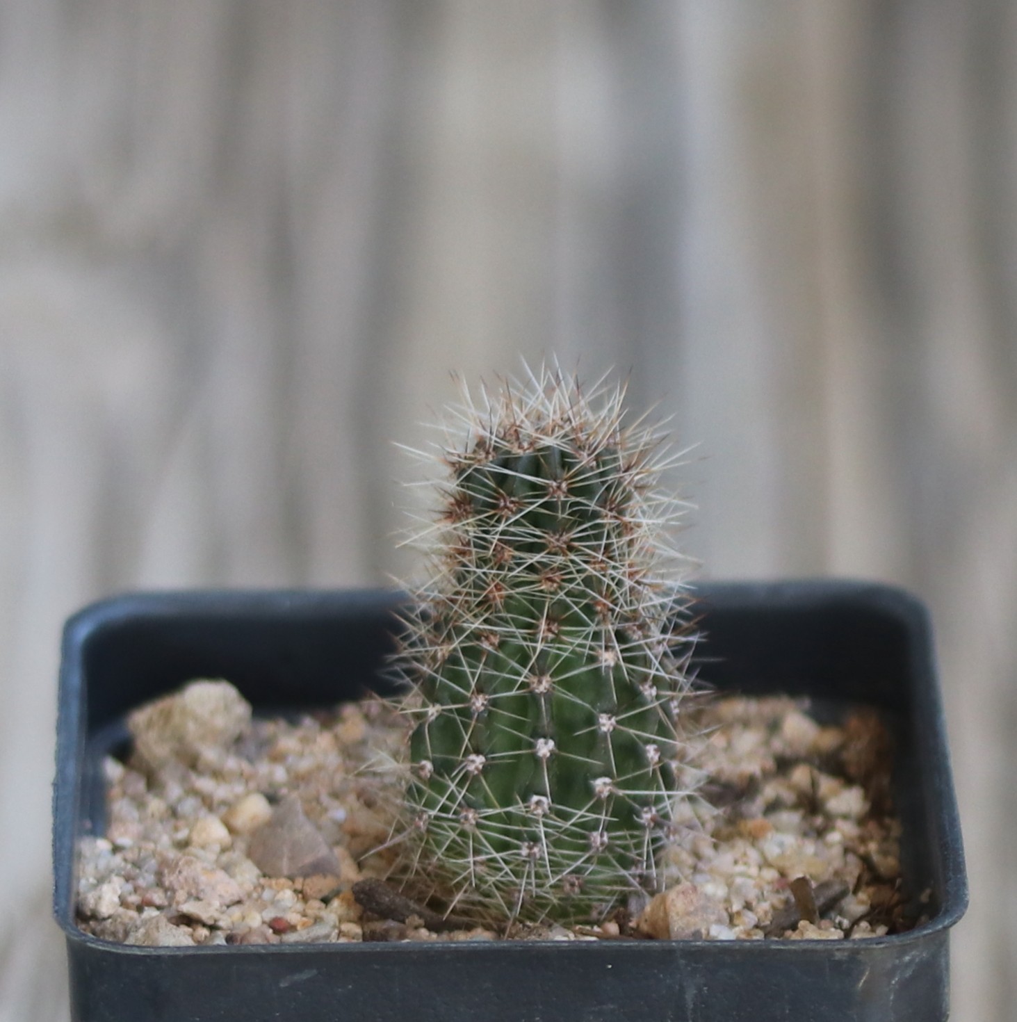 Echinopsis hybrid ‘Samantha Smith’