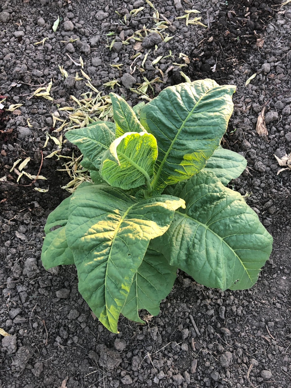 Stag Horn Tobacco Seeds ~100 Non-GMO Free Ship No Track ~2 Weeks Arrival Read
