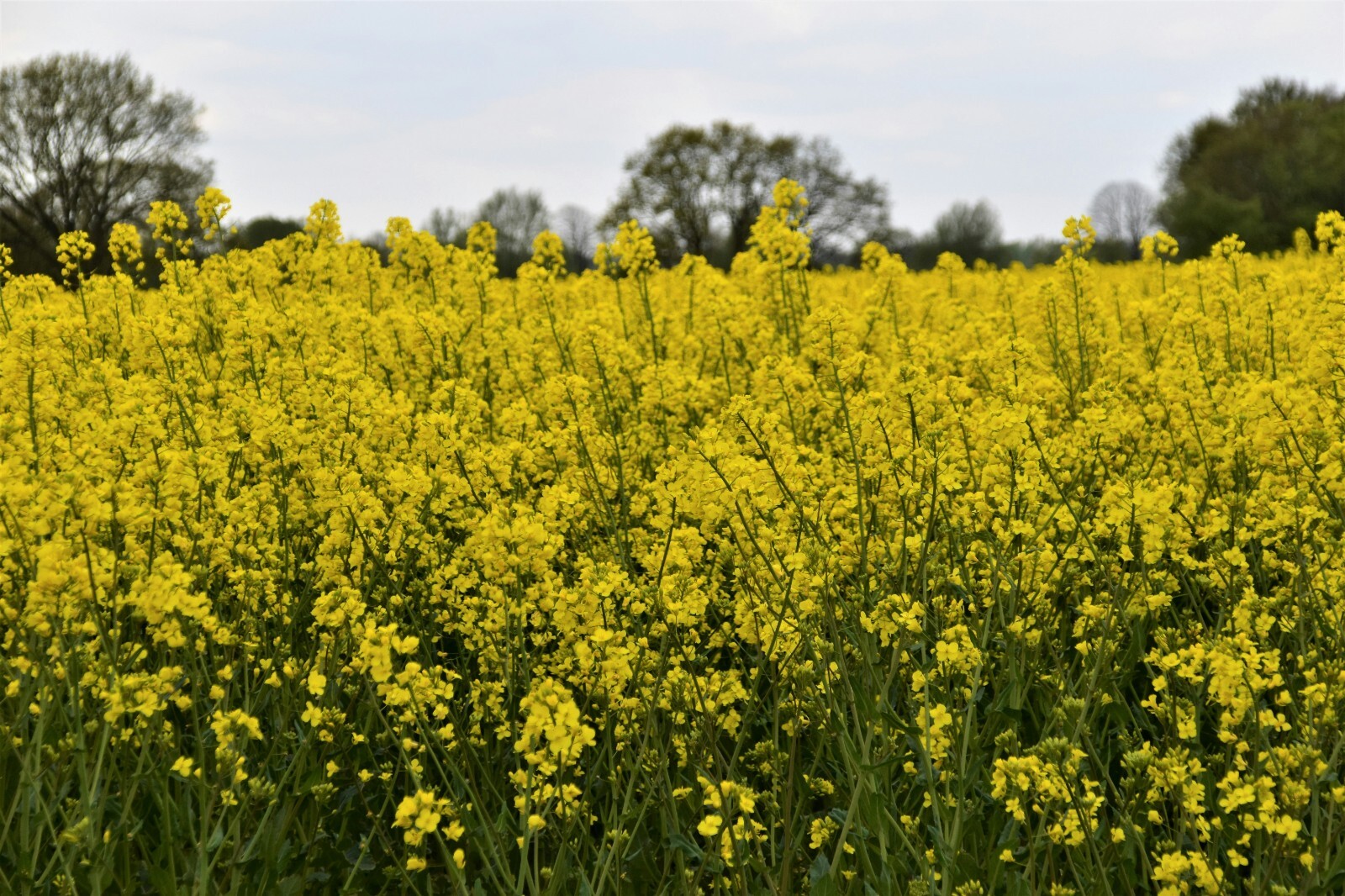 Trophy Rape Seed – NON-GMO Deer Food Plot & Forage Cover Crop (No-Till)