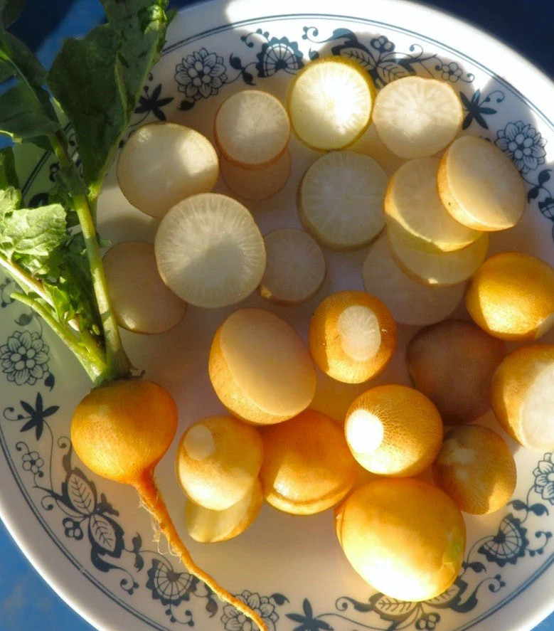Golden Helios Radish Seeds – For 2025 Planting Raphanus Yellow Globe Sun