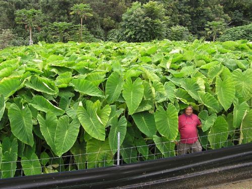 4 LIVE Colocasia Esculenta Elephant Ear Taro Gabi Kalo Eddo Bulbs READY to GROW