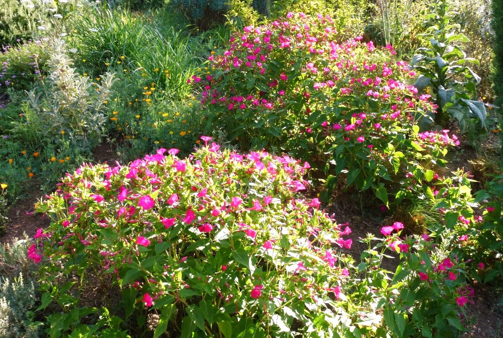 Pink Four O’ Clock Seeds | Mirabilis Rose Marvel Peru Magenta Flower Seed 2025