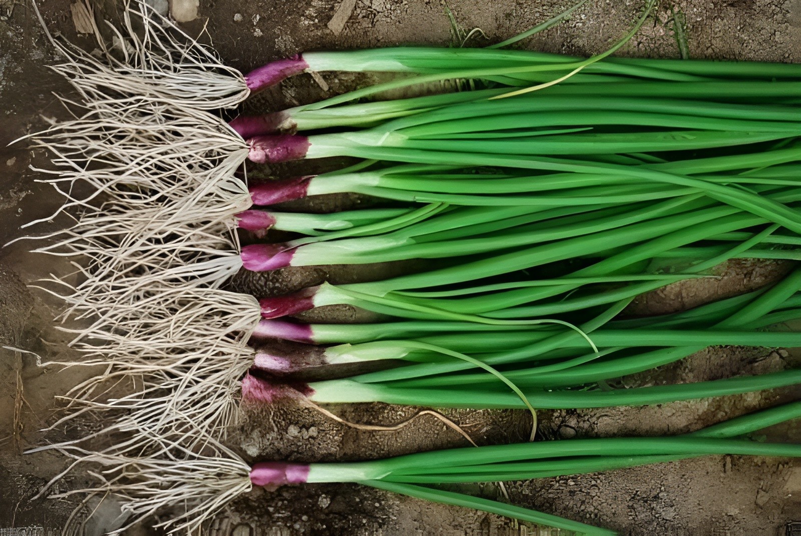 200 Heirloom Giant Japanese Red Beard Bunching Onion Scallion Seeds – Organic
