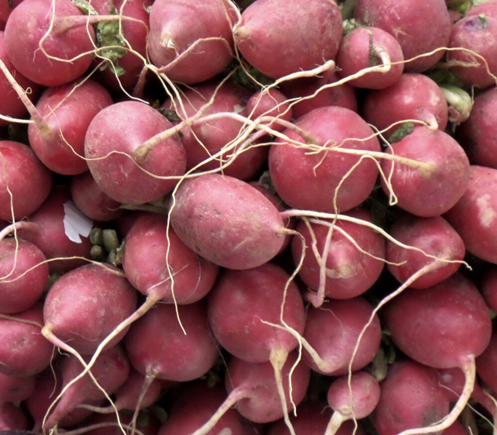Lady Slipper Radish Seeds, NON-GMO, Fast Harvest, Variety Sizes, FREE SHIPPING