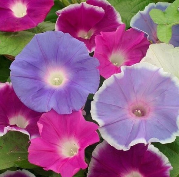 10 Morning GLORY Multi Color Flower Seeds Ascends up Trellis Fragrant Flower