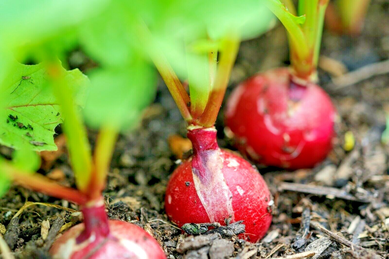 301+GERMAN GIANT RADISH Seeds Organic Heirloom Vegetable Mild Garden Container