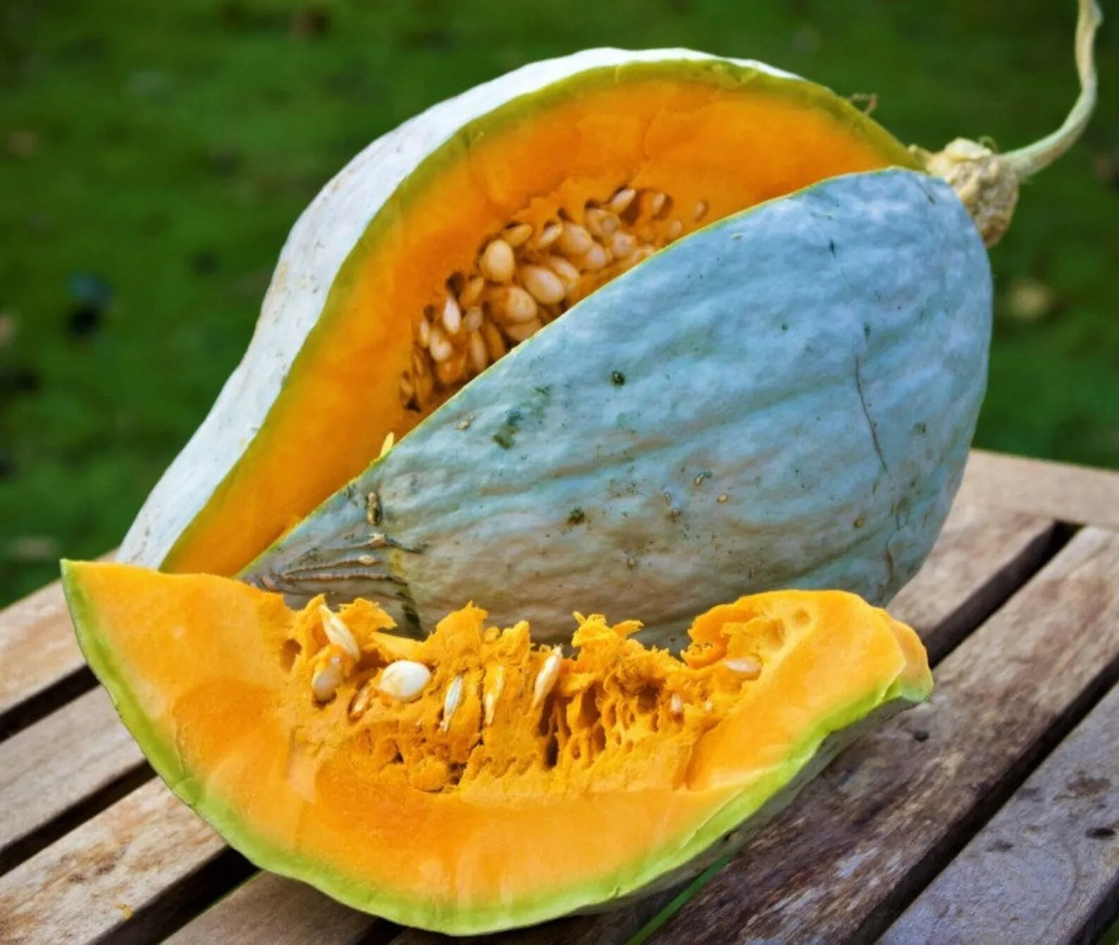 10 GIANT BLUE HUBBARD SWEET SQUASH SEEDS – RARE – Heirloom – NON GMO — FRESH