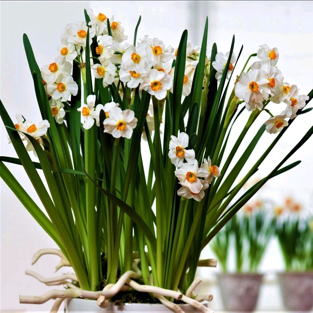 Easy to Grow Narcissus Daffodil Geranium 10 Bulbs, Spring Flower Zones 4-8
