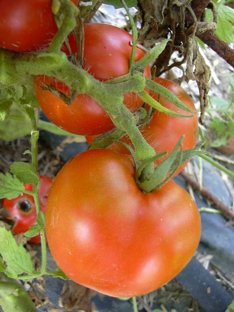 ARKANSAS TRAVELER TOMATO SEEDS *****BULK 100 COUNT**** MEATY * JUICY FRUITS *
