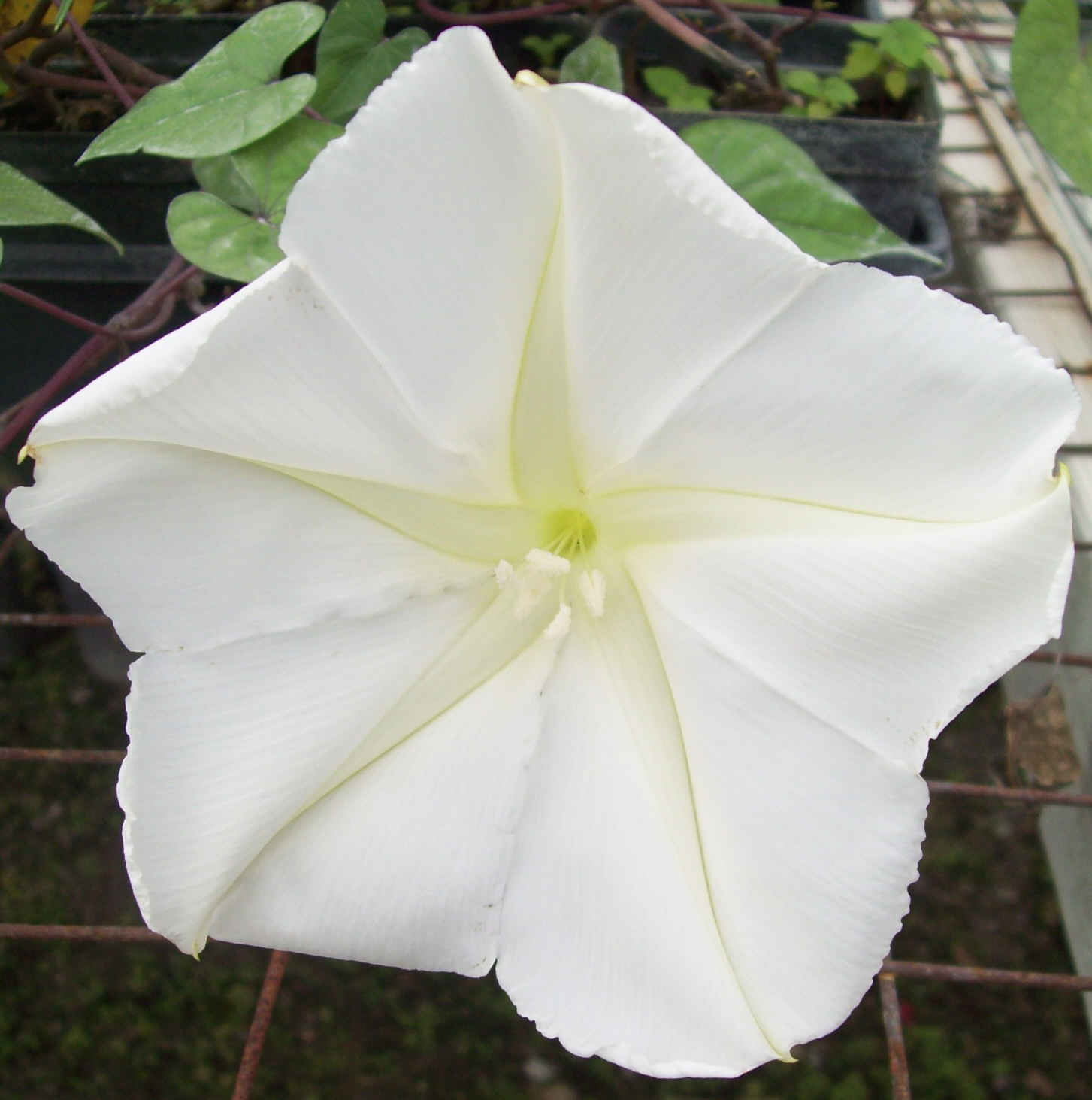 White Morning Glory Seeds, Moonflower Vine, Variety Sizes, FREE SHIPPING