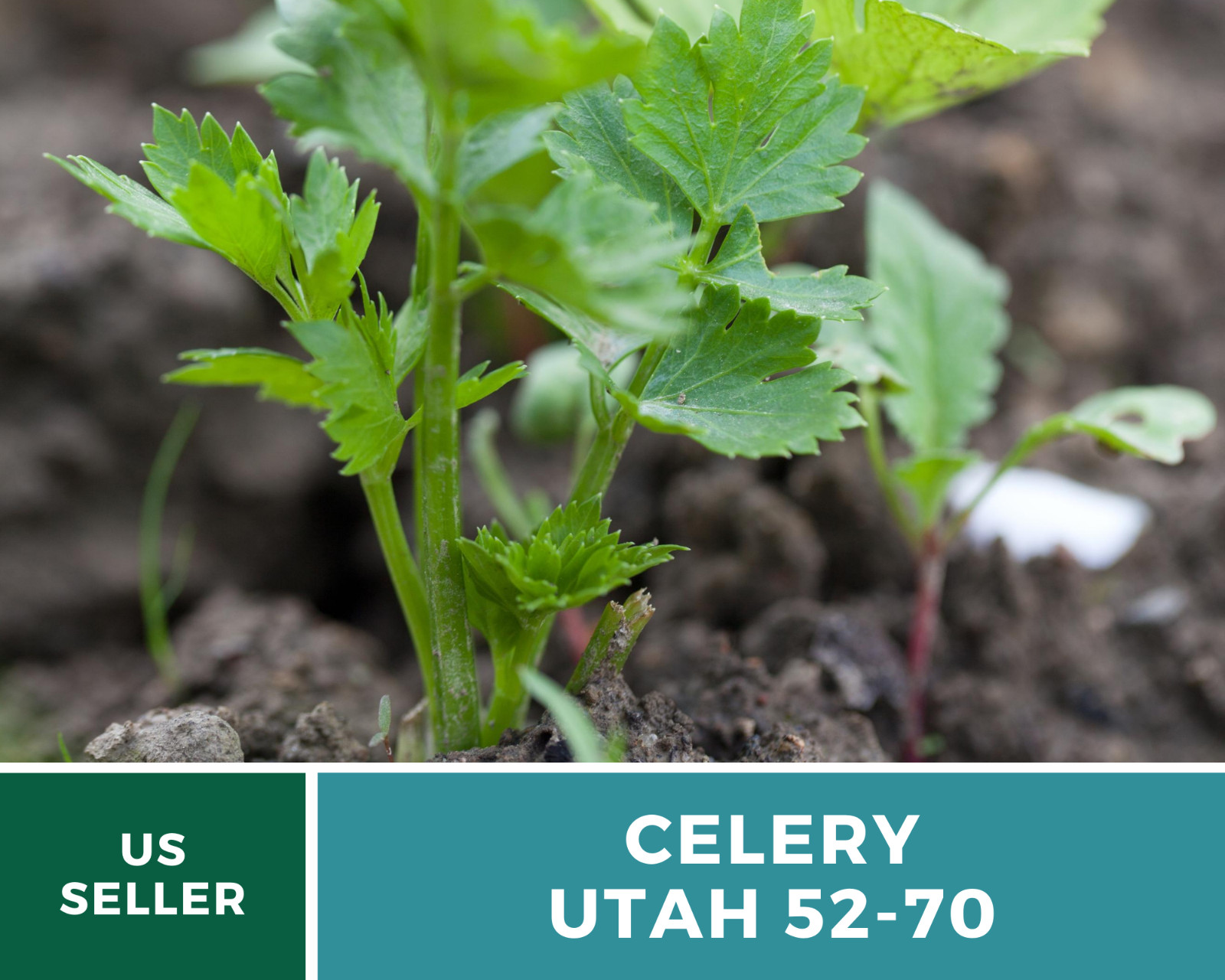 Celery, Utah 52-70 – 300 Seeds – Heirloom – Non GMO (Apium Graveolens)