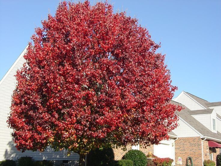 The Pear Tree | Premium Seeds | Pyrus communis ‘Fruit’ | Plants’®