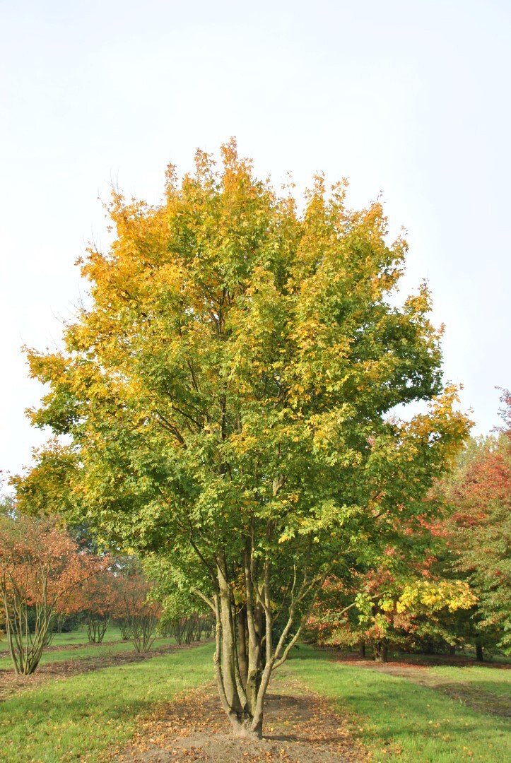 Field Maple Tree | Premium Seeds | Acer campestre ‘Summer’ | Plants’®