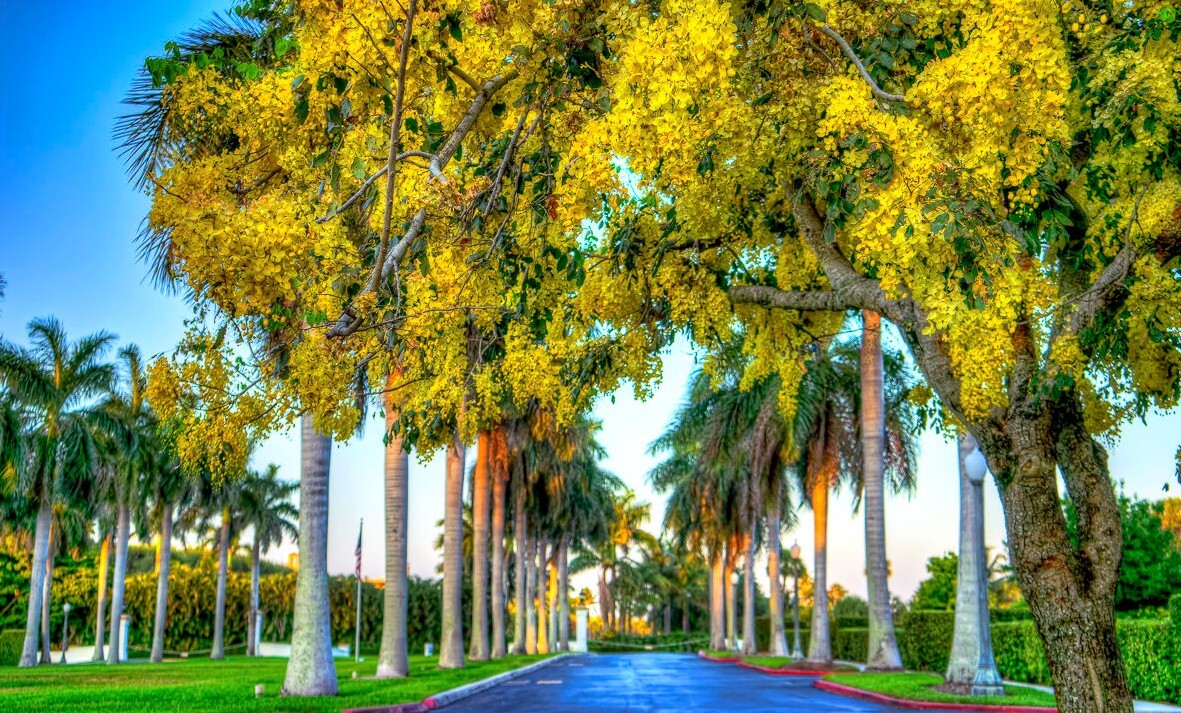 GOLDEN SHOWER TREE SEEDS (Cassia fistula) Weeping Gold Rush Yellow Flowers Fast