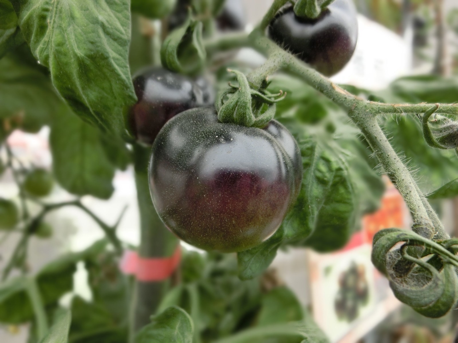 Black Cherry Tomato Seeds Non GMO Good for Sauce and Fresh Salsas Salads