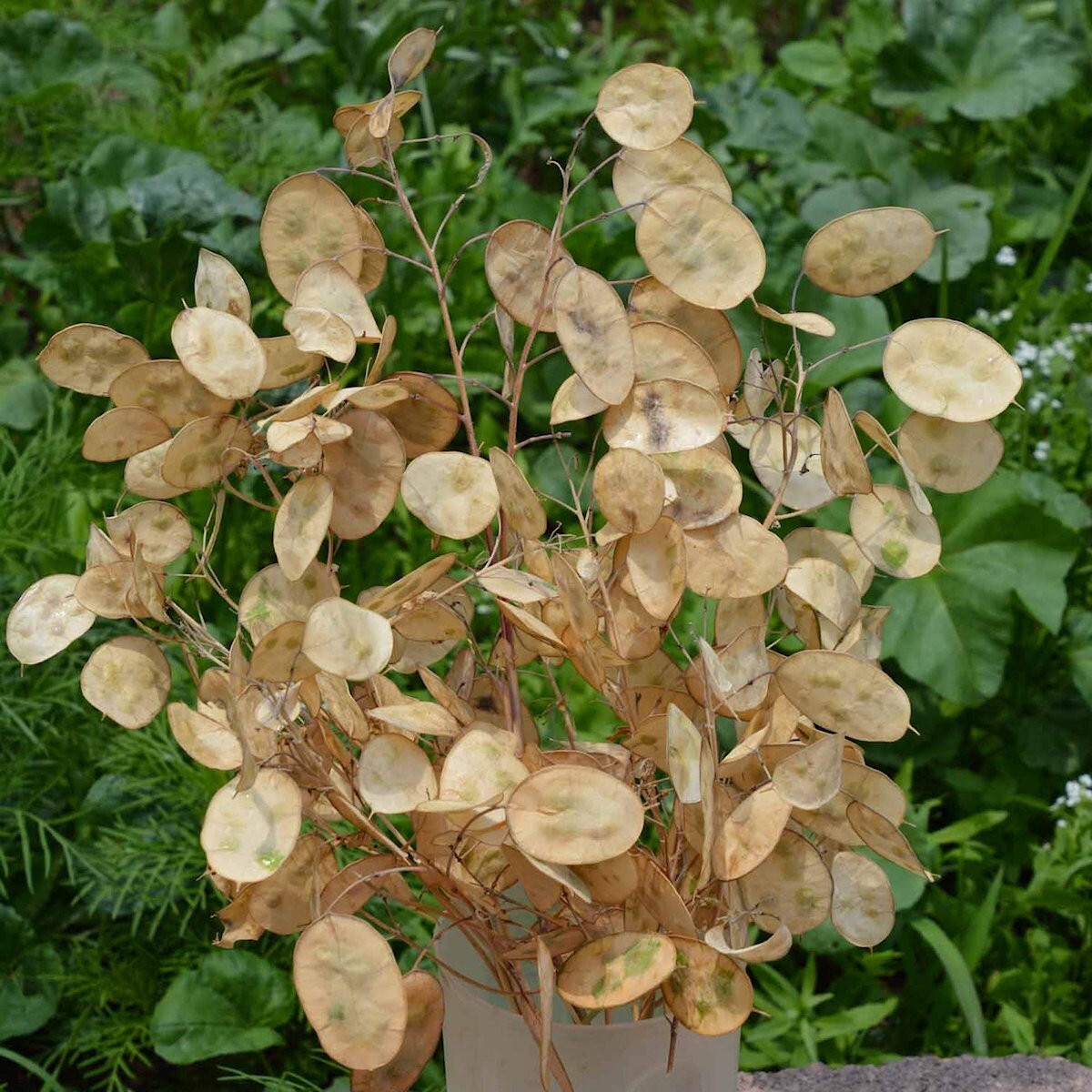 50 Money Plant Wildflower Seeds – Everwilde Farms Mylar Seed Packet