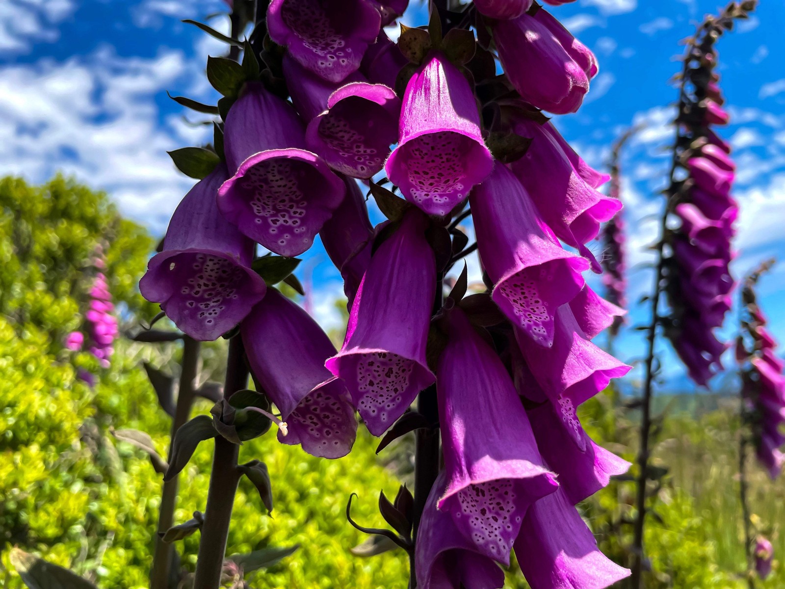 1000 PURPLE FOXGLOVE Digitalis Purpurea Flower Seeds