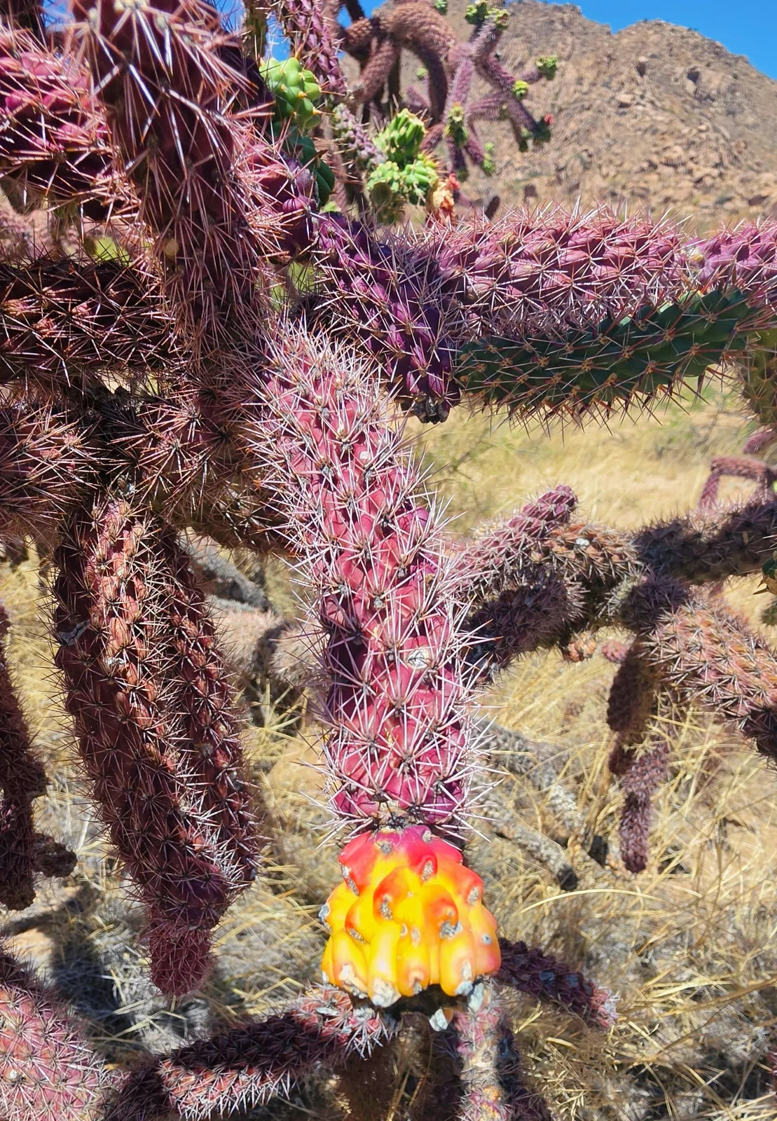2 Cutting New! Rare Red-Purple Cholla Cactus- Silver Spines – staghorn cholla
