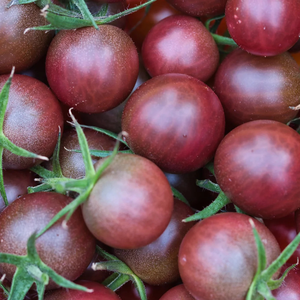 Black Cherry Tomato Seeds For Planting (Solanum lycopersicum)