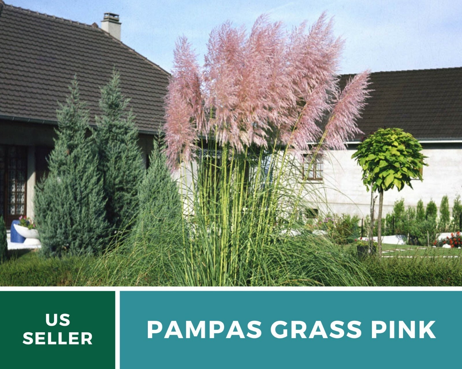 Pampas Grass, Pink – 100 Seeds (Cortaderia selloana)