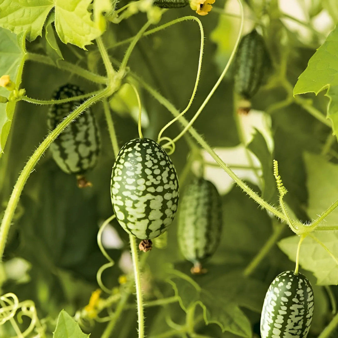 Fresh Mexican Sour Gherkin Seeds | Mouse Melon | Heirloom Non-GMO | Vegetables