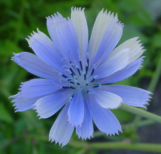 1000 SEEDS – chicory BLUE BEAUTY – COFFEE SUBST GroCo USA – (BUY 15-SHIPS FREE)
