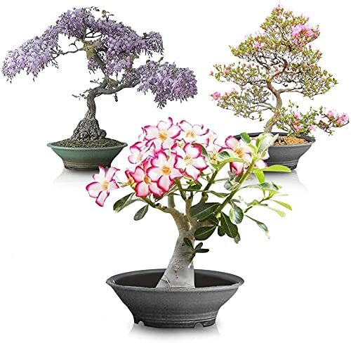 Flowering Bonsai Tree Seed Bundle #2 – All Flowering Tree Seeds, Vibrant Colors
