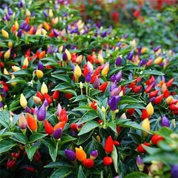 20 Rainbow Heirloom hot pepper Christmas light plant seeds flowers rare colorful