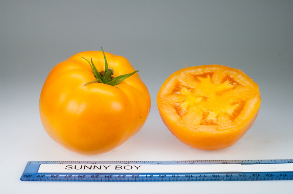 Sunny Boy Tomato: 15 Seeds