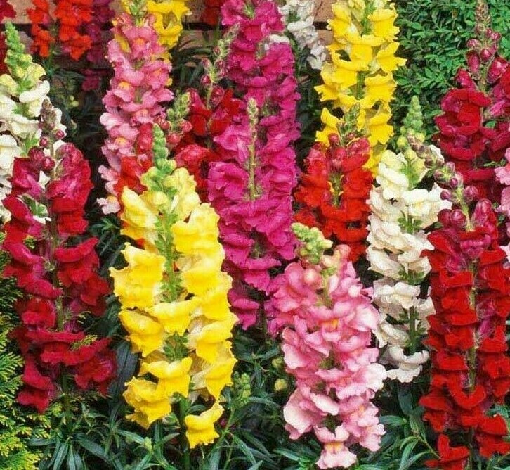 SNAPDRAGON FLOWER SEEDS 2000+ beautiful TALL MIXED COLORS GARDEN Free Shipping