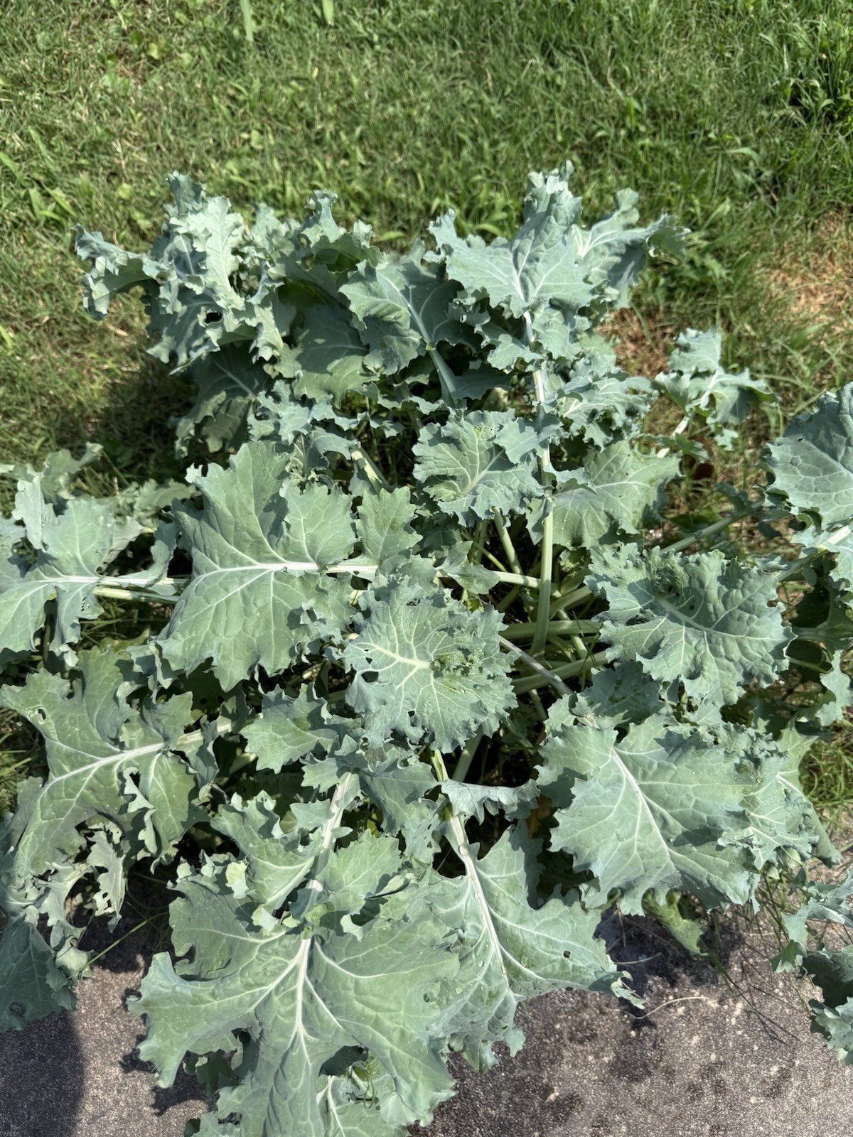SIBERIAN 💪🔨“Tougher-than-nails” KALE, 20+ ORAGNIC Seeds