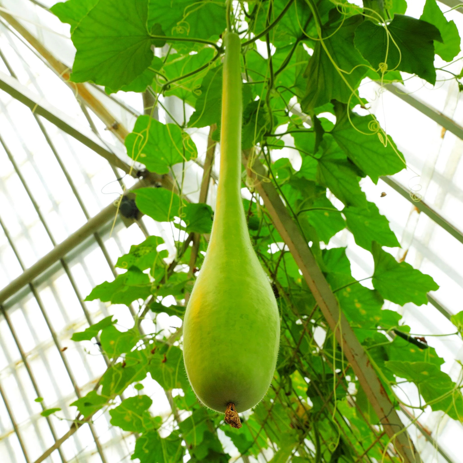 Large Crafting Gourds Mix Seeds – For 2026 Planting
