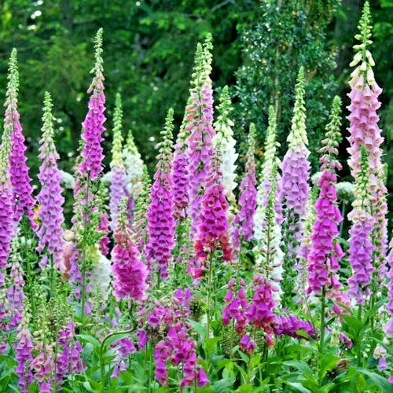 2501+FOXGLOVE MIX Seeds Wildflower Shade Garden Patio Container Cut Flowers Easy