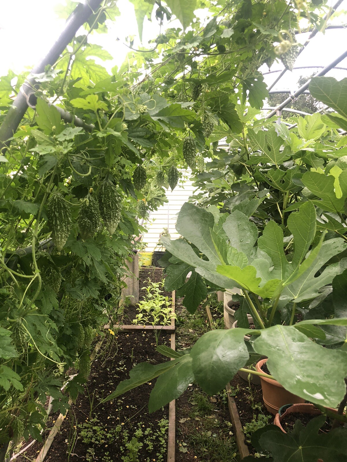 Bitter Melon, Gold Bell , Sweet Bitter Gourd (50 Seeds)