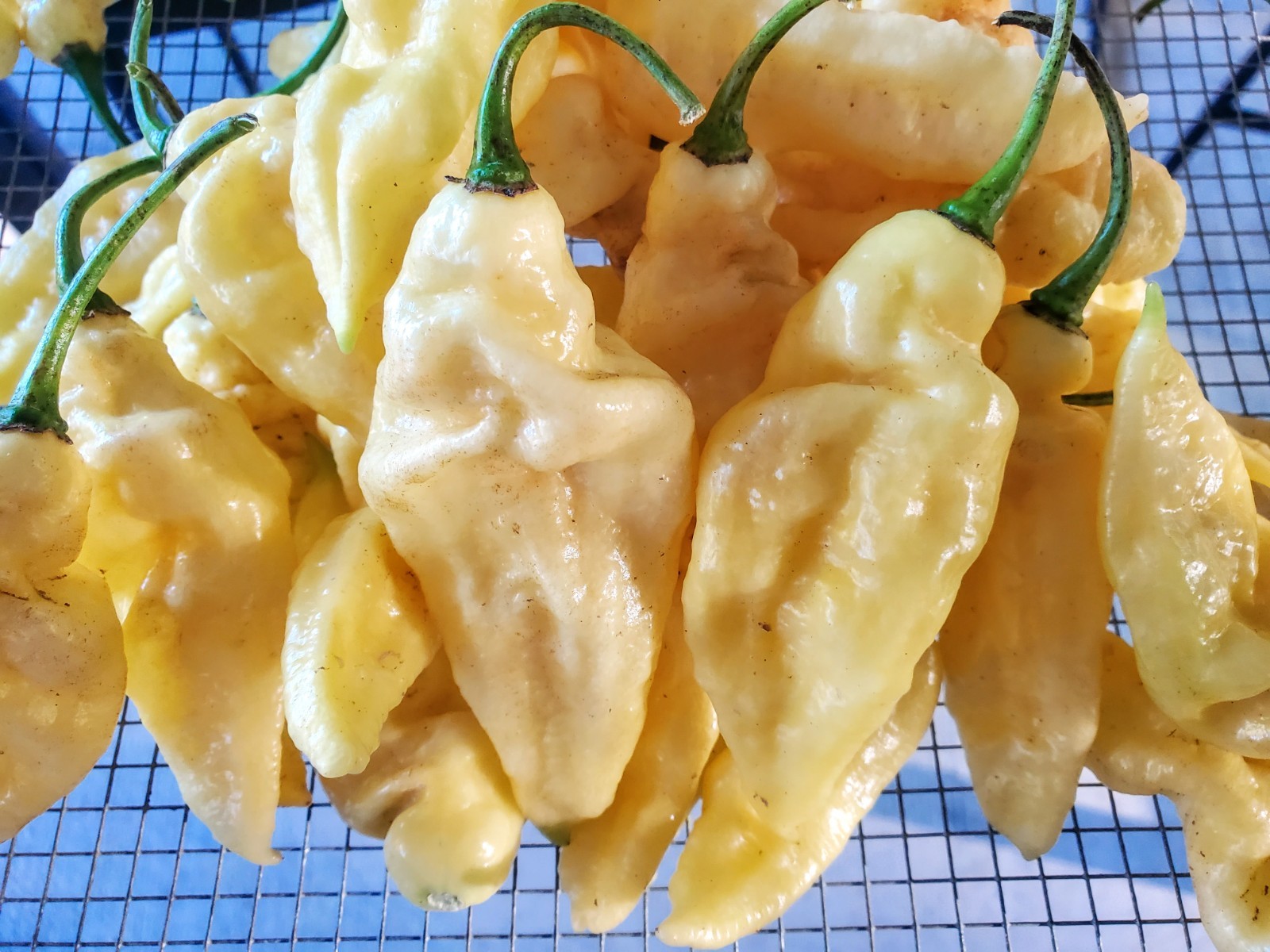 WHITE GHOST Pepper Seeds Super Hot – 25+ seeds Organically Grown in TN