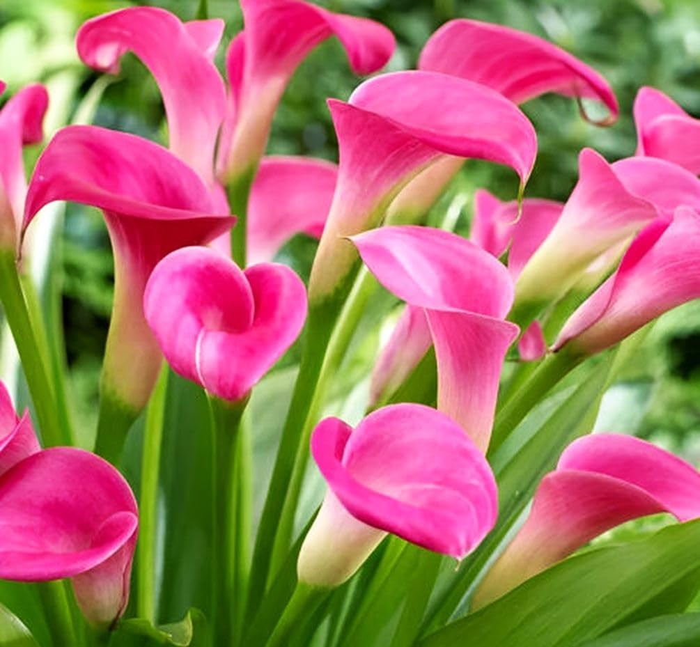 Rare 100Pcs White Pink Red Purple Calla Lily Seeds Beautiful Flowers Mix Colo…