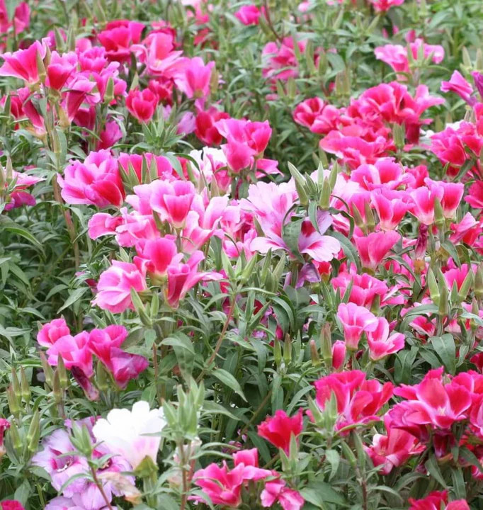 Farewell to Spring Godetia Seeds |Clarkia Amoena PinkRed Cherry Flower Seed 2024