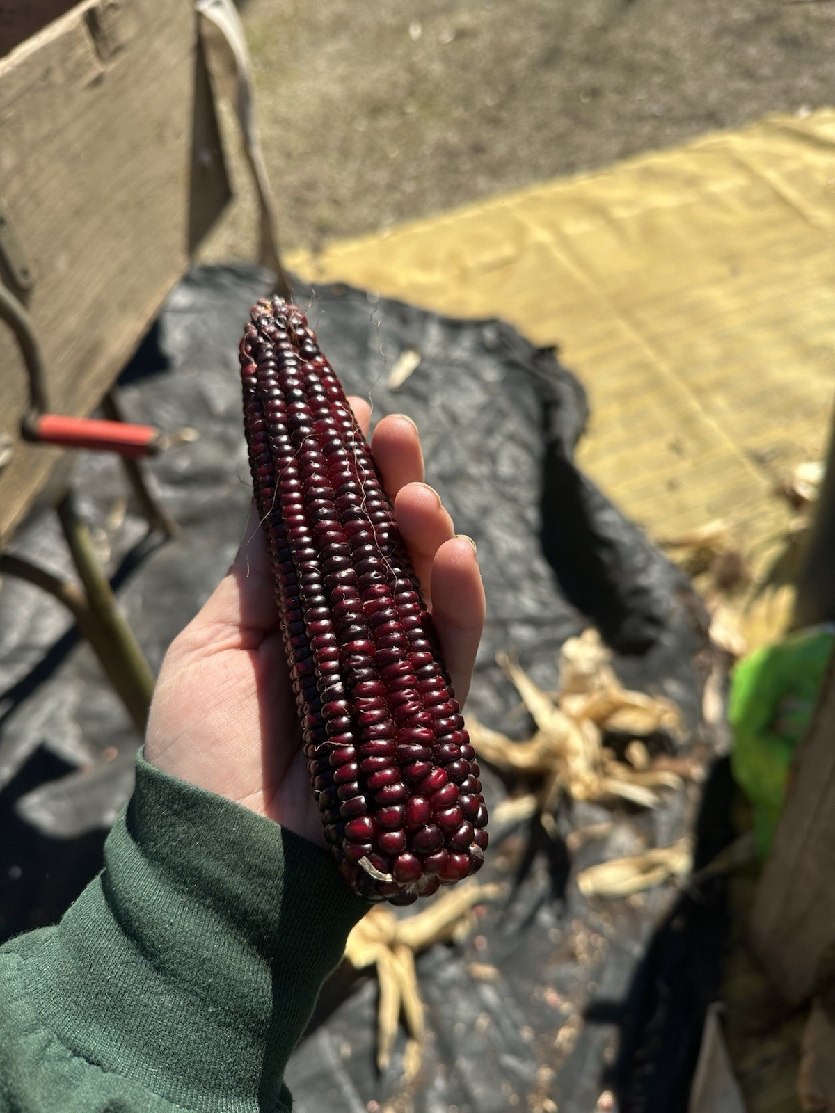 Jimmy Red Corn Heirloom Dent Corn for Seed or Milling 1/2 Pound