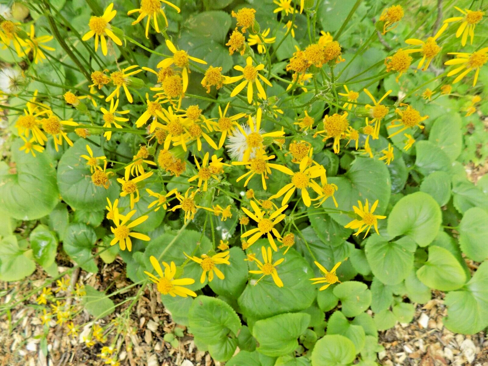 50 UNKNOWN LIGULARIA SPECIES SEEDS