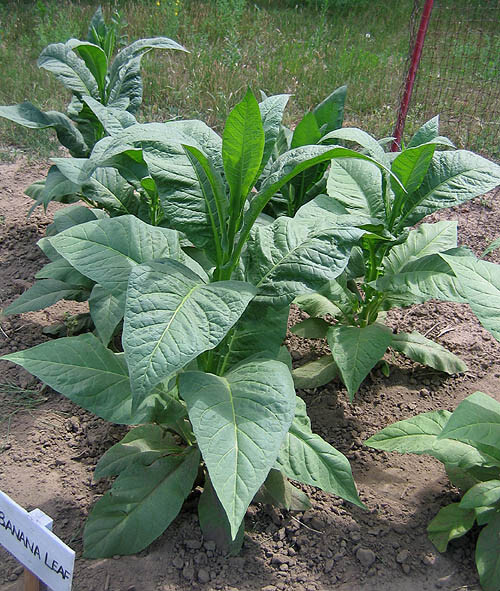 1000 Banana Leaf Tobacco Seeds ~ Heirloom Non-GMO ~ Virginian Tobacco