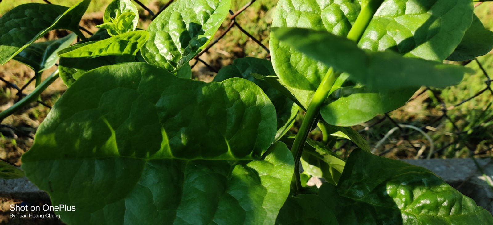 Green Malabar Spinach Seeds /Ceylon /Mồng Tơi  for 2025 season USA Seller