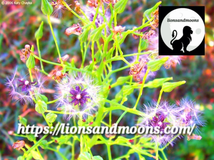Wild Lettuce Lactuca virosa Seeds Bulk Medicinal Homegrown Herbalist Ships Fre