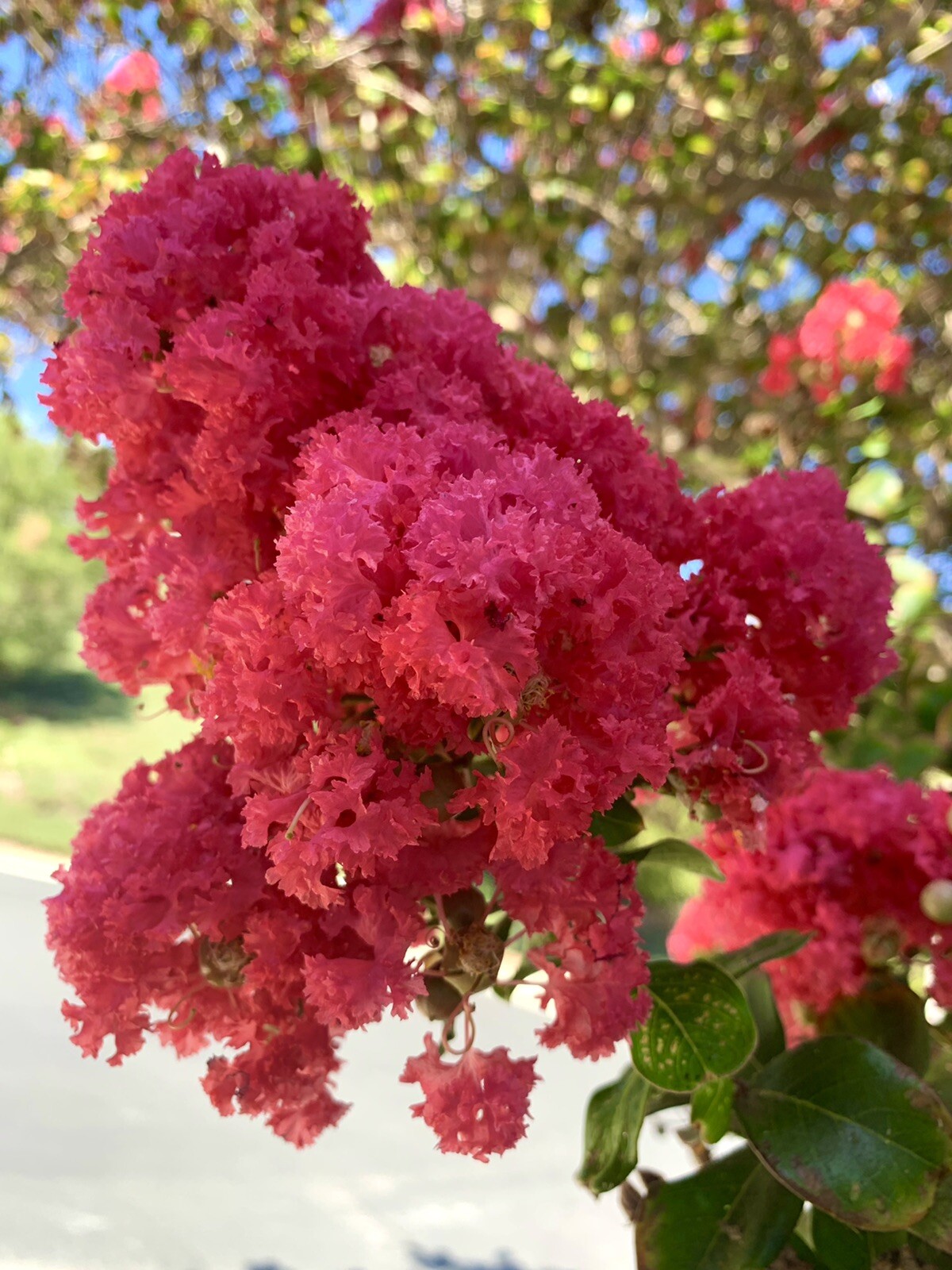 Pink Lagerstroemia indica, Dwarf Crape Myrtle, 100 Seeds 2024 – USA