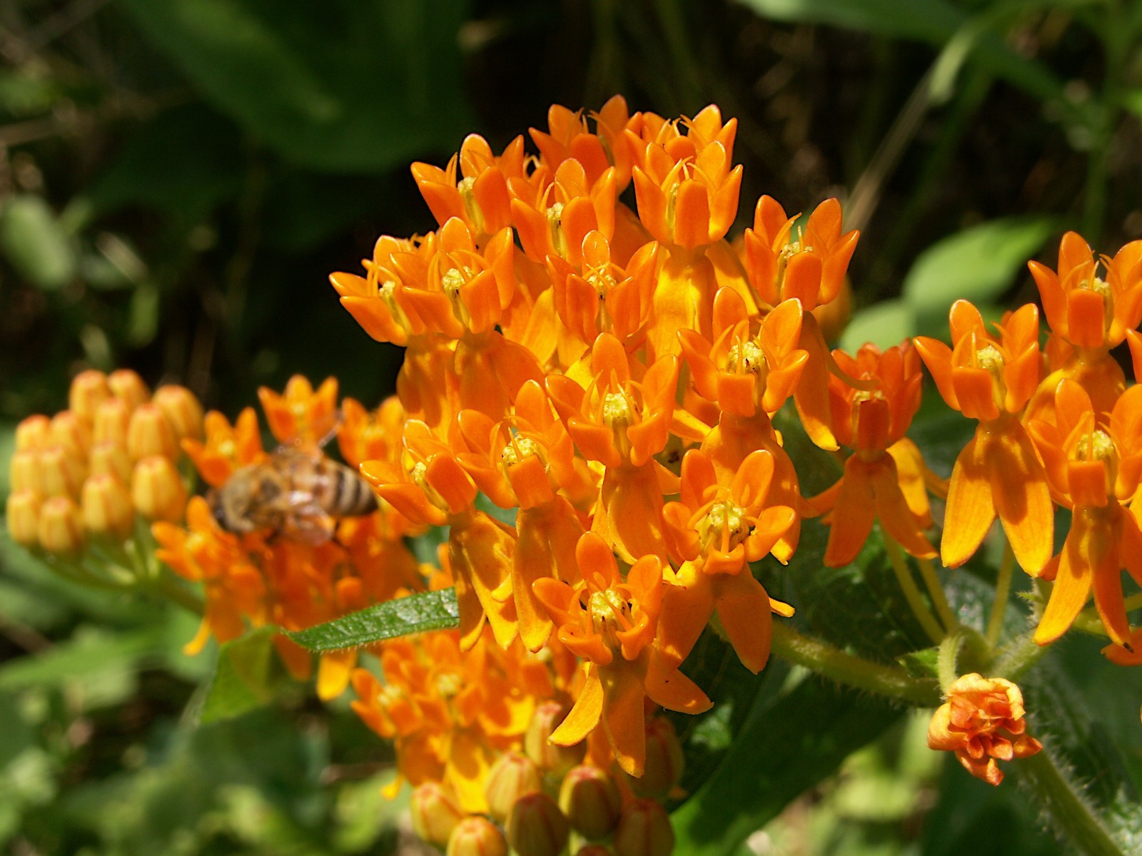 Butterfly Milkweed Seeds Texas Native Seeds Asclepias Tuberosa Pollinator Seeds