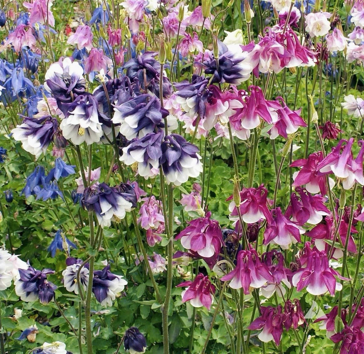 300+ DWARF COLUMBINE SEED MIX (Aquilegia vulgaris) Non-GMO, Attracts Pollinators