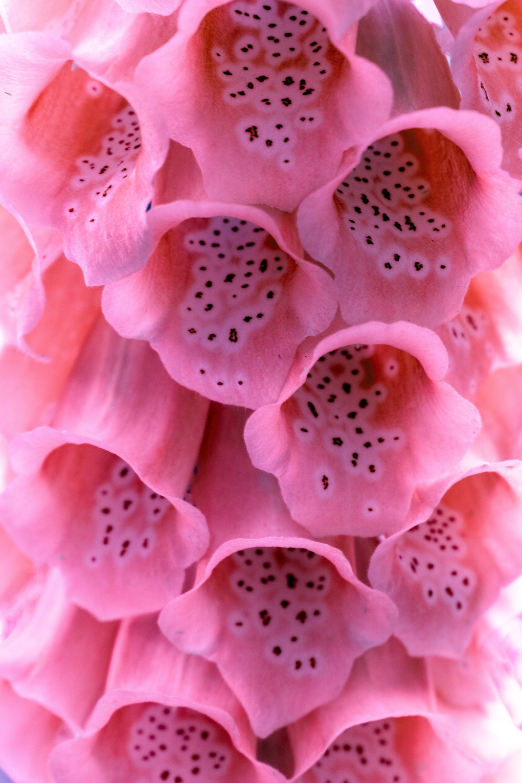 1000 PINK FOXGLOVE Digiitalis Purpurea Flower Seeds