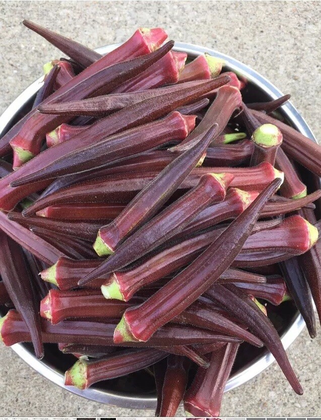 ORGANIC Okra Burgundy Red 25 Seeds Non Gmo Heirloom Vegetable Grown Fresh 2022